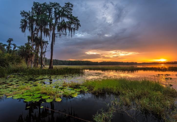 Sunset over the lily pads at Lake Louisa