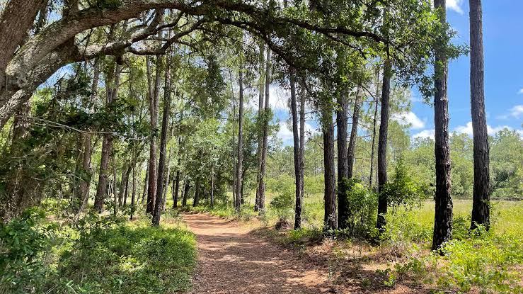 A shaded trail through the pines at Lake Louisa State Park