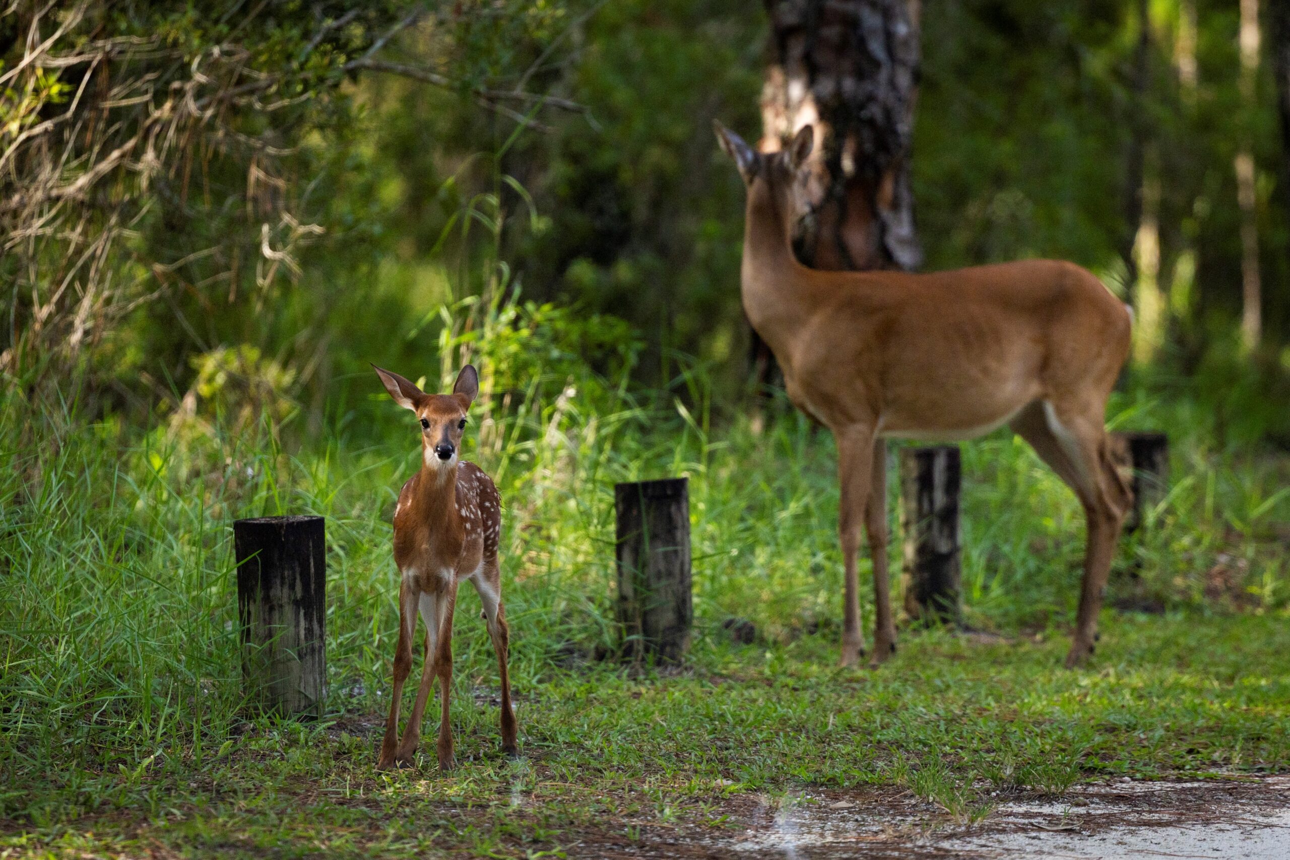 Wildlife spotted at Moss Park